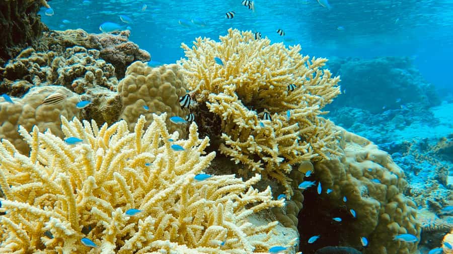 Bora Bora: 1/2 day Coral Discovery tour - Shared tour - Stop two: coral gardens and the outer reef