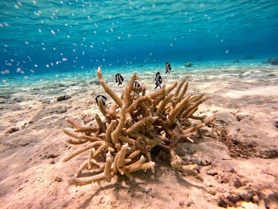 Bora Bora: 1/2 day Coral Discovery tour - Shared tour - Stop three: connecting reef life with Bora Bora itself