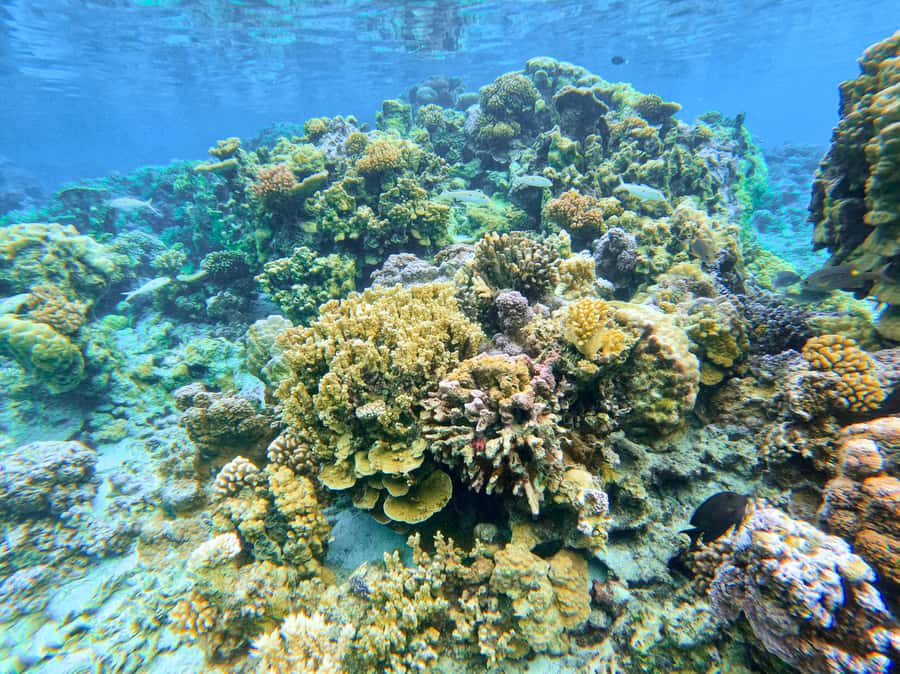 Bora Bora: 1/2 day Coral Discovery tour - Shared tour - Yann and the value of a good guide