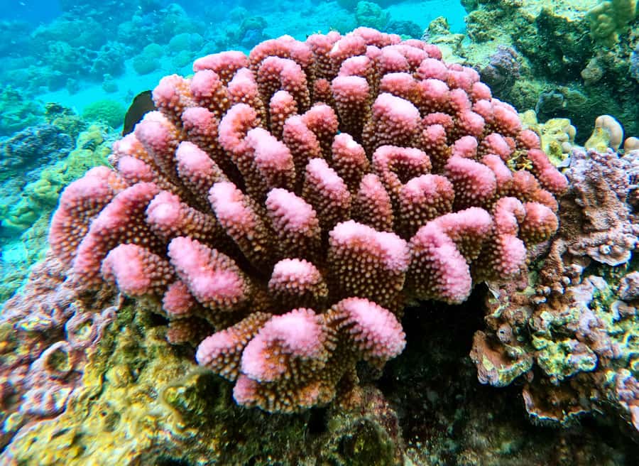 Bora Bora: 1/2 day Coral Discovery tour - Shared tour - What the $148 price includes