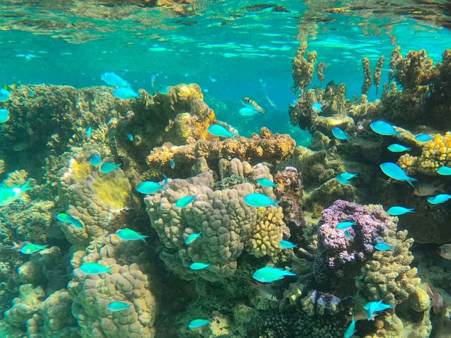 Bora Bora: 1/2 day lagoon safari - Shared tour - Key points to know before booking
