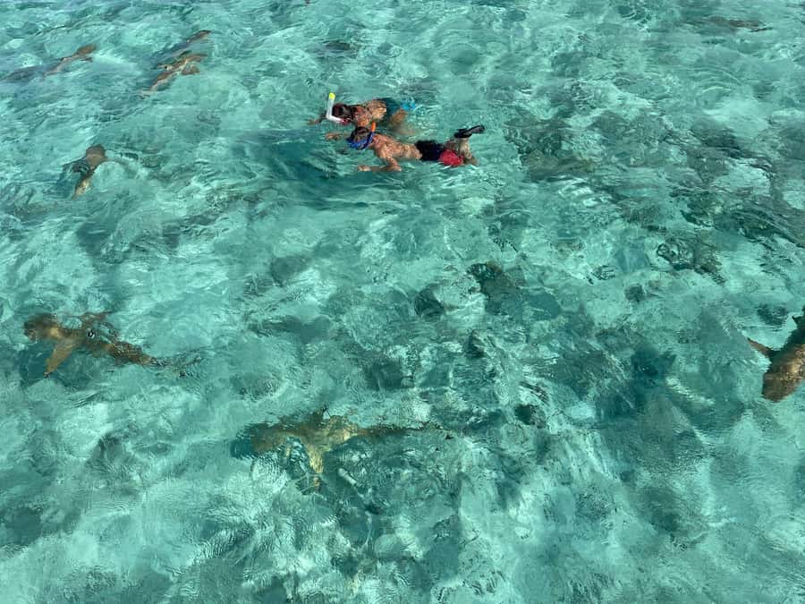 Bora Bora: 1/2 day lagoon safari - Shared tour - Four hours in Bora Bora’s lagoon