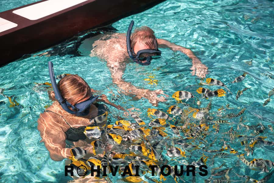 Bora Bora: 1/2 day lagoon safari - Shared tour - Meeting blacktip reef sharks and stingrays