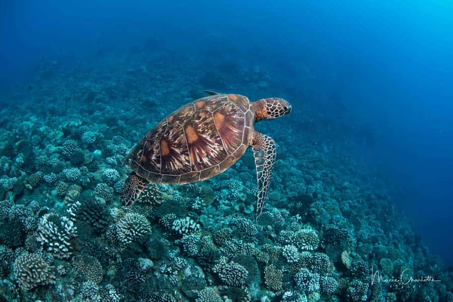 Bora Bora: 1 afternoon dive for certified divers - Key points to know before booking