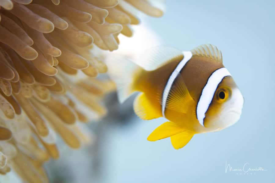 Bora Bora: 1 afternoon dive for certified divers - Why an afternoon below Bora Bora is worth your time