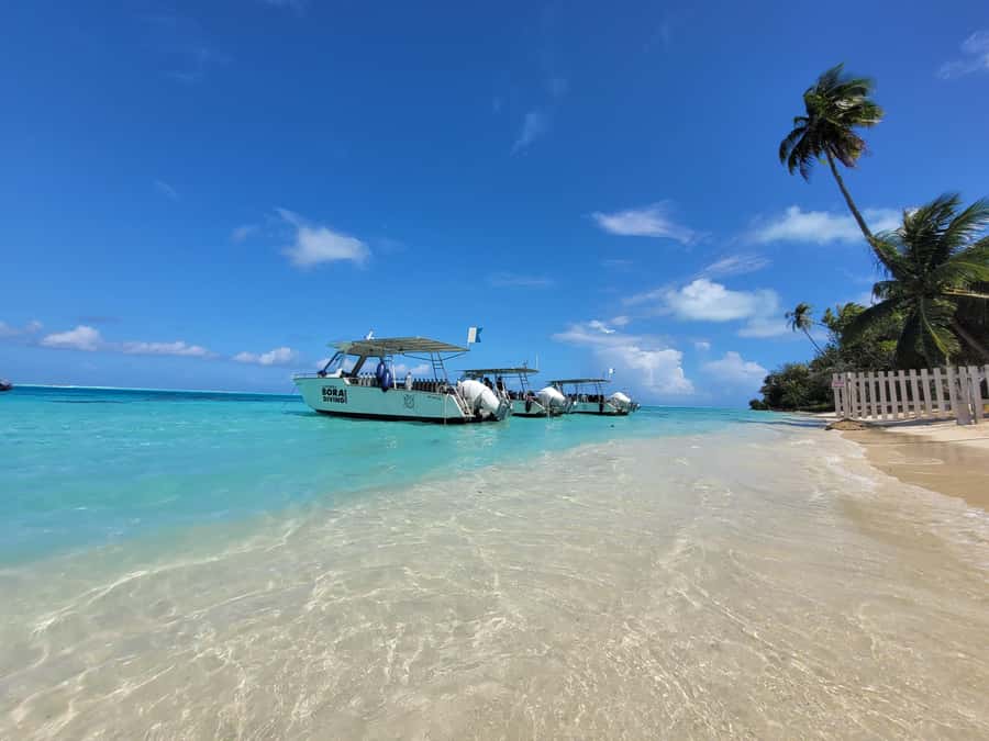 Bora Bora: 1 afternoon dive for certified divers - Pickup between 1:10 pm and 2:20 pm