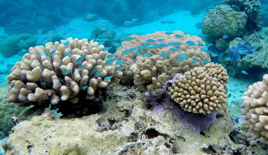 Bora Bora: 3.5-Hour Lagoon Boat Tour with Snorkeling - Key points to know before booking