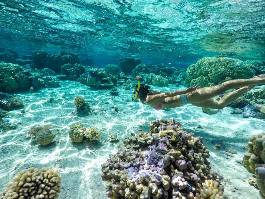 Bora Bora: 3.5-Hour Lagoon Boat Tour with Snorkeling - Two coral gardens with time to look closely