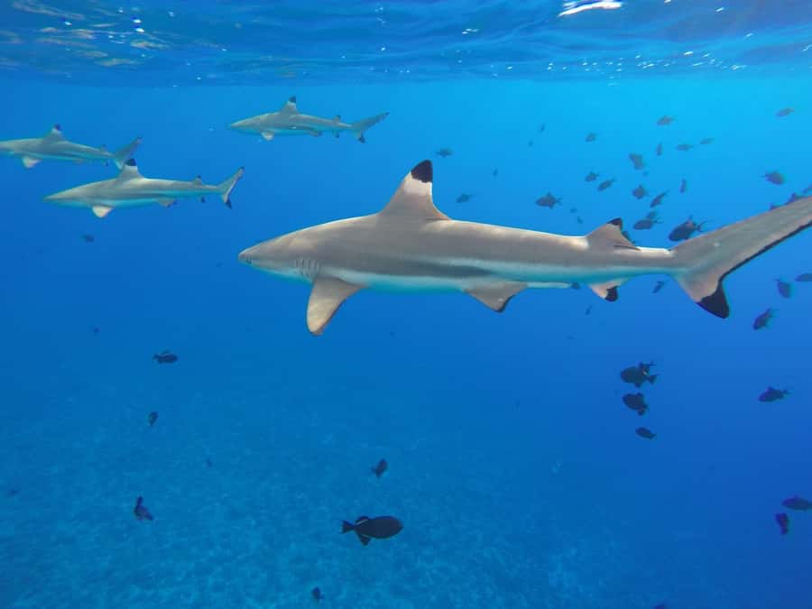 Bora Bora: 3.5-Hour Lagoon Boat Tour with Snorkeling - Looking for eagle rays when conditions allow