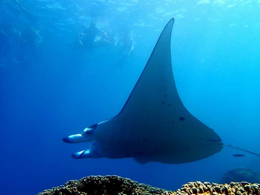 Bora Bora: 3.5-Hour Lagoon Boat Tour with Snorkeling - How the $148 price measures up