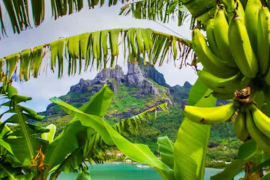 Bora Bora: 4WD History & Culture Tour - Pickup around Matira and Vaitape