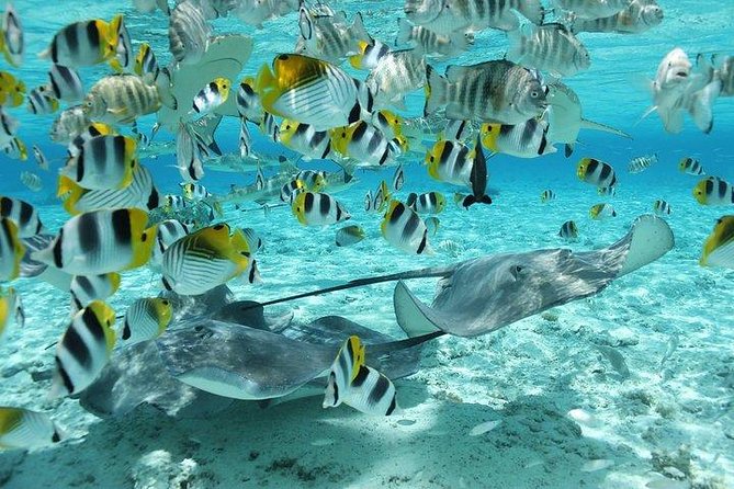 Bora Bora 4WD Tour & Eco Shark & Ray Snorkel Cruise - The Bloody Mary’s lunch stop