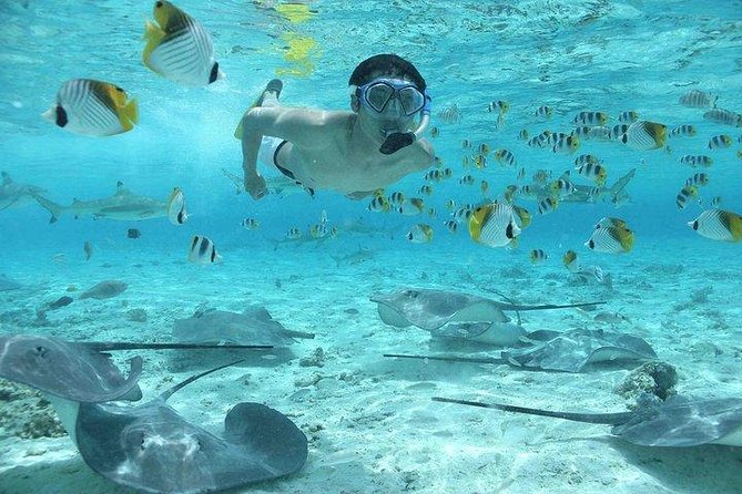 Bora Bora 4WD Tour & Eco Shark & Ray Snorkel Cruise - Swimming with stingrays and black-tip reef sharks