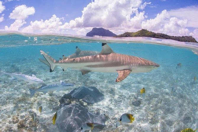 Bora Bora 4WD Tour & Eco Shark & Ray Snorkel Cruise - Coral gardens and the second snorkeling stop