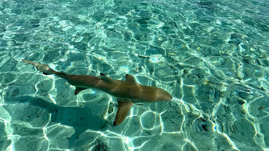 Bora Bora: Blue Lagoon Cruise, Snorkeling and Lunch . - Why this six-hour lagoon cruise works so well