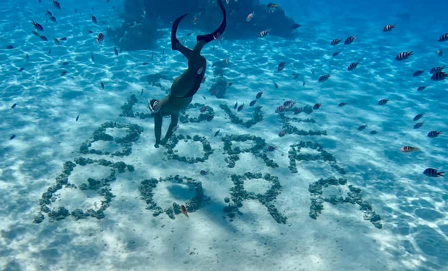 Bora Bora: Blue Lagoon Cruise, Snorkeling and Lunch . - Coral gardens and tropical fish underwater