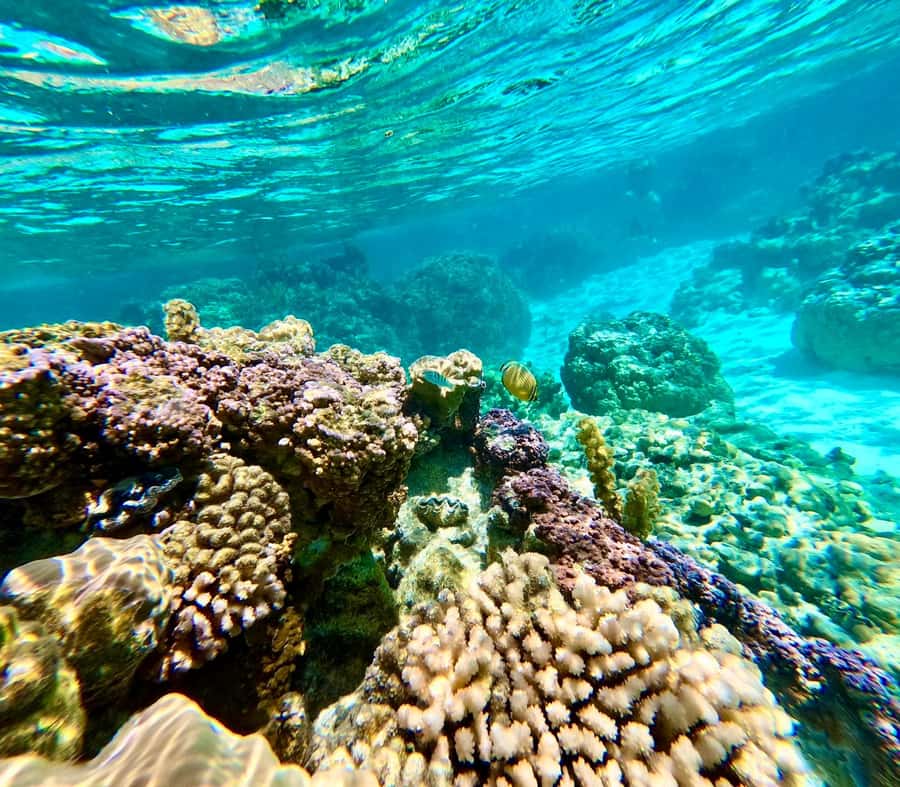 Bora Bora: Blue Lagoon Cruise, Snorkeling and Lunch . - Is $234 a fair price for Bora Bora?