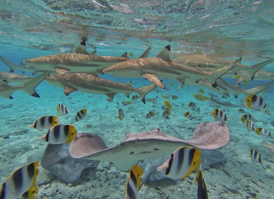 Bora Bora by Land and Sea: 4WD Safari and Snorkel - Meeting stingrays and black-tip reef sharks