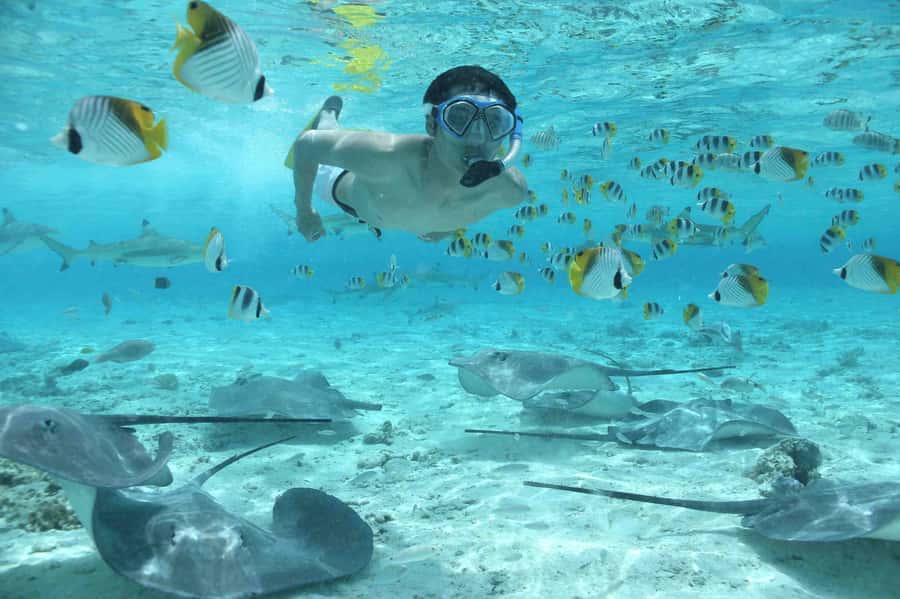 Bora Bora: Eco Shark and Snorkeling Safari - Stop one: black-tip reef sharks and stingrays