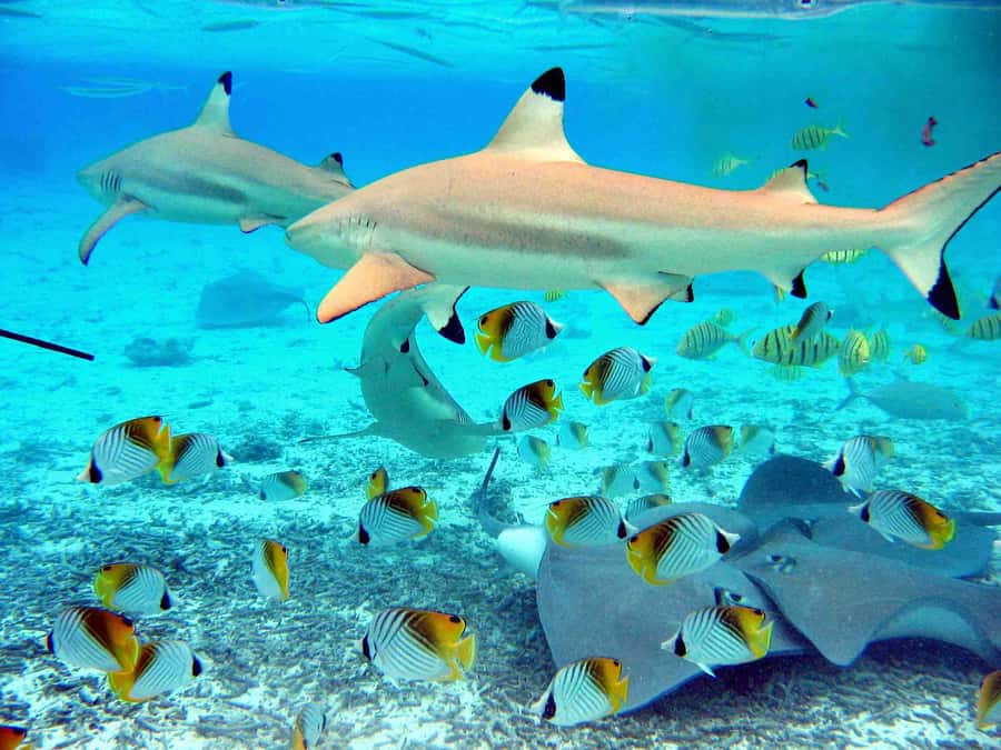 Bora Bora: Eco Shark and Snorkeling Safari - Hotel pickup and the ride across the lagoon