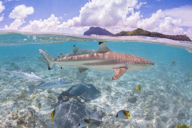 Bora Bora Eco Snorkel Cruise Including Snorkeling with Sharks and Stingrays - Who should book this experience?