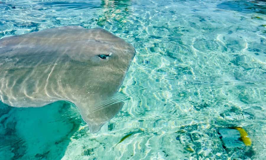 Bora Bora: Full day Lagoon Safari & Lunch on a Motu - ST - Hotel dock pickup and the first 20 minutes on the lagoon