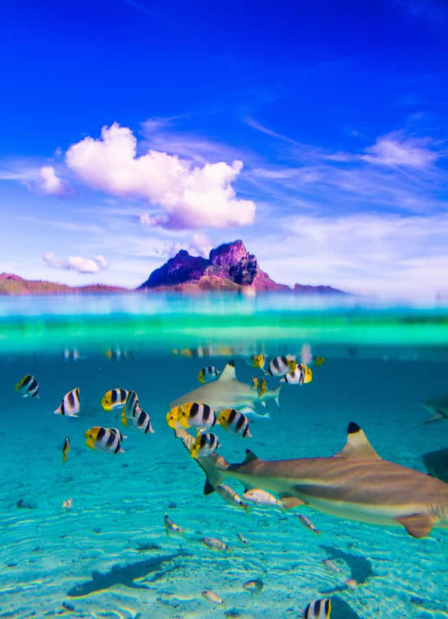 Bora Bora: Full-Day Lagoon Snorkelling Tour - What the $142 price buys you