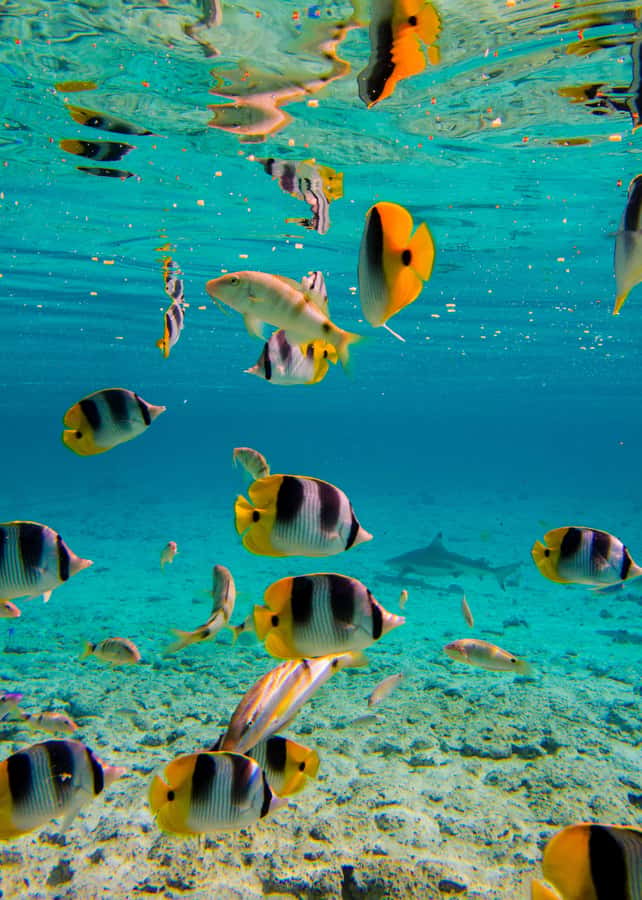 Bora Bora: Full-Day Lagoon Snorkelling Tour - How the guides shape the day