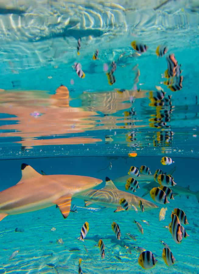 Bora Bora: Full-Day Lagoon Snorkelling Tour - Who should book this lagoon day?