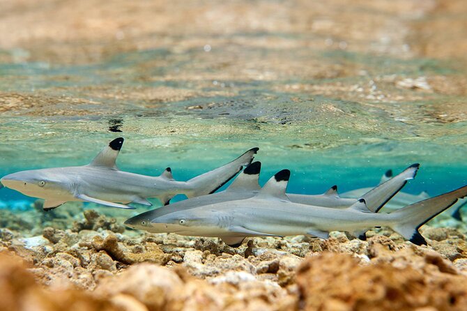 Bora Bora Full Day Snorkeling with Lunch - Weather and cancellation details