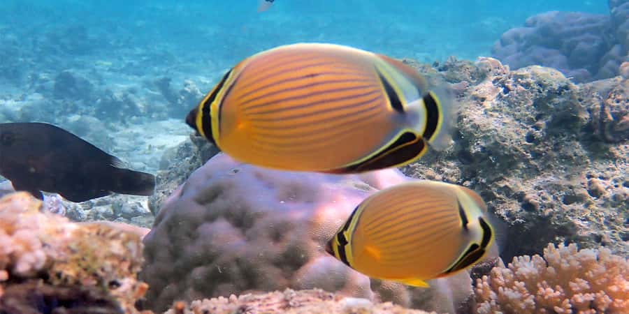 Bora Bora: Half Day Catamaran Sailing & Snorkelling - How the four hours affect the day