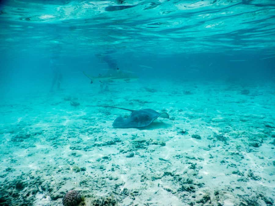 Bora Bora: Half-Day Lagoon Snorkelling Tour - Key points to know before booking