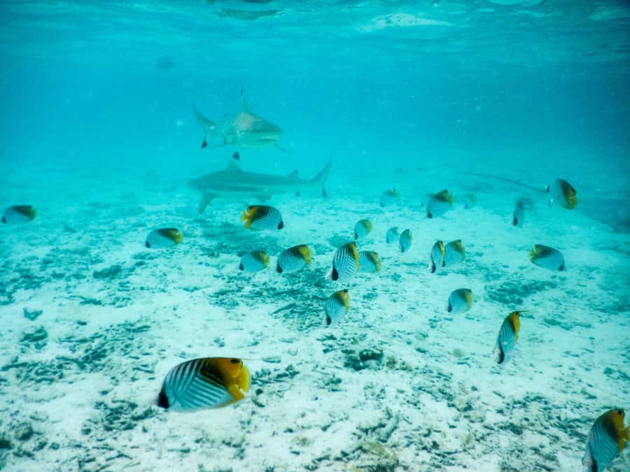 Bora Bora: Half-Day Lagoon Snorkelling Tour - A morning on Bora Bora’s changing blue lagoon