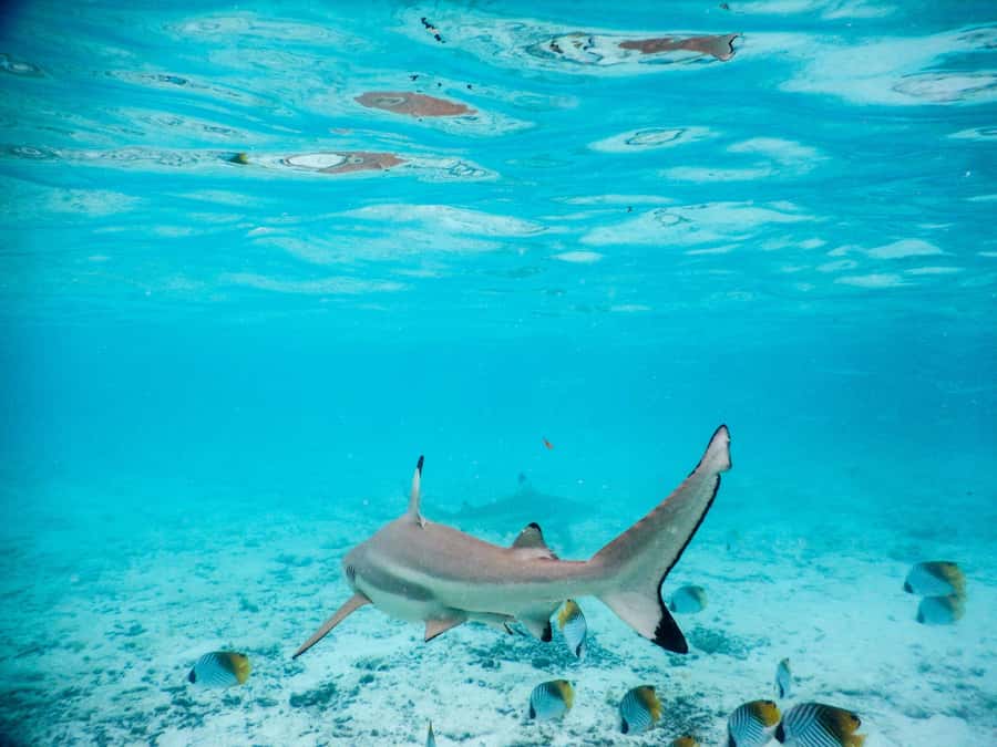 Bora Bora: Half-Day Lagoon Snorkelling Tour - Getting close to rays in waist-deep water
