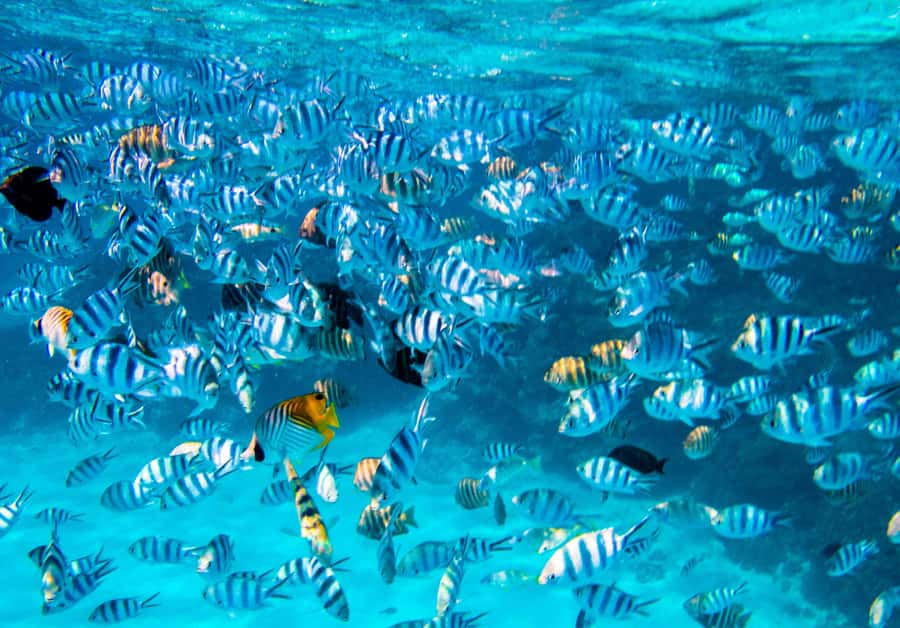 Bora Bora: Half-Day Lagoon Snorkelling Tour - What the strong ratings tell you