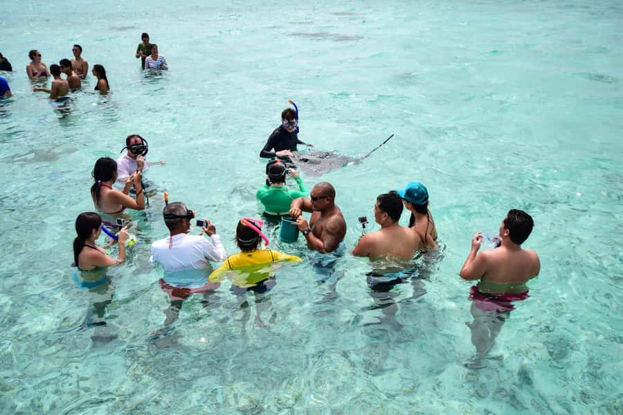 Bora Bora: Half-Day Lagoon Snorkelling Tour - Swimming above small reef sharks