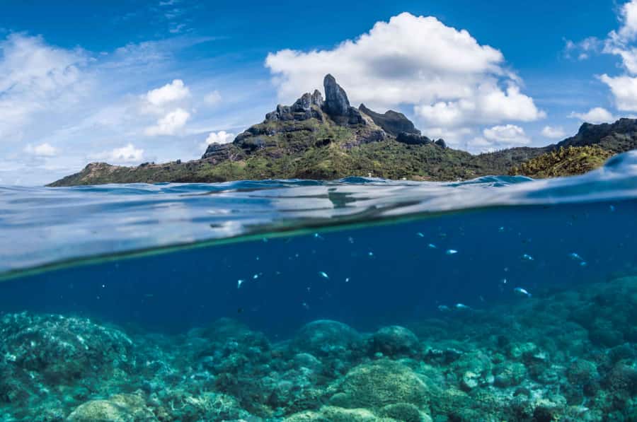 Bora Bora: Introductory Dive - Thirty minutes in the coral garden