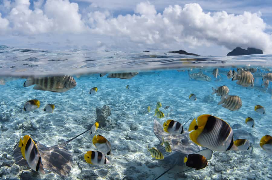 Bora Bora: Introductory Dive - Who should book this Bora Bora session