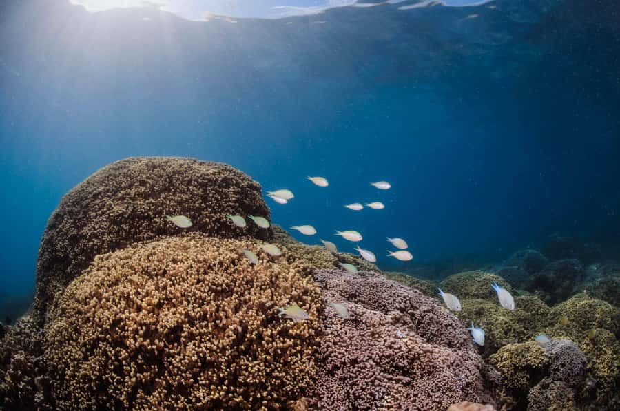 Bora Bora: Introductory Dive - Important timing around your flight
