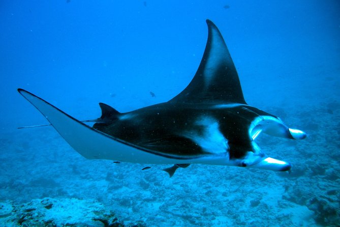 Bora Bora Jet Ski Tour, & Eco Shark / Ray Snorkel Cruise - Guides can make or break the day