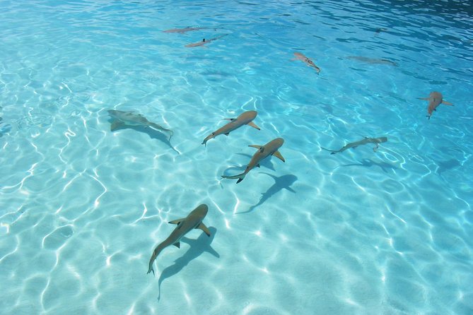 Bora Bora Jet Ski Tour, & Eco Shark / Ray Snorkel Cruise - Is the $323.28 price fair?