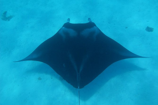Bora Bora Lagoon Snorkeling Tour by Private Boat - Key points before you book