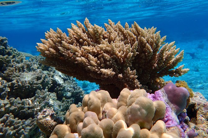 Bora Bora Lagoon Snorkeling Tour by Private Boat - Why a private boat makes a difference