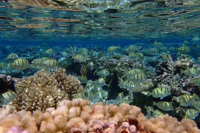 Bora Bora Lagoon Snorkeling Tour by Private Boat - Eagle rays, leopard rays, and other lagoon life