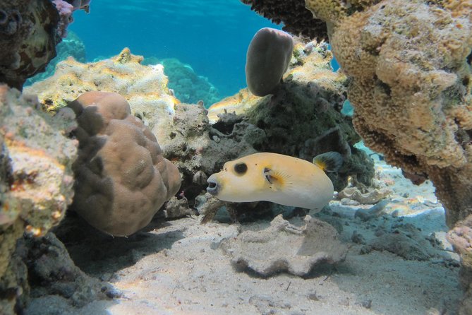 Bora Bora Lagoon Snorkeling Tour by Private Boat - Equipment, comfort, and what to bring