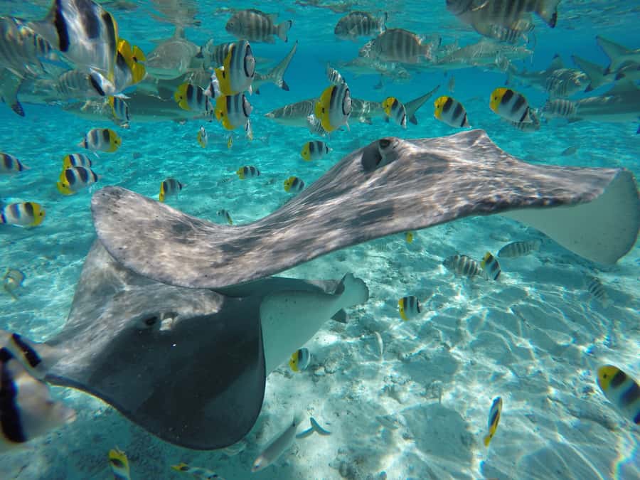 Bora Bora: Lagoon Tour and Snorkeling Experience - Why this four-hour lagoon tour works so well
