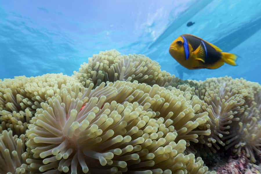 Bora Bora: Lagoon Tour and Snorkeling Experience - Boarding the outrigger and getting settled