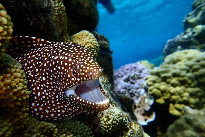 Bora Bora: Luxury Private Half Day Snorkeling Tour - Three or four stops, with different things to see