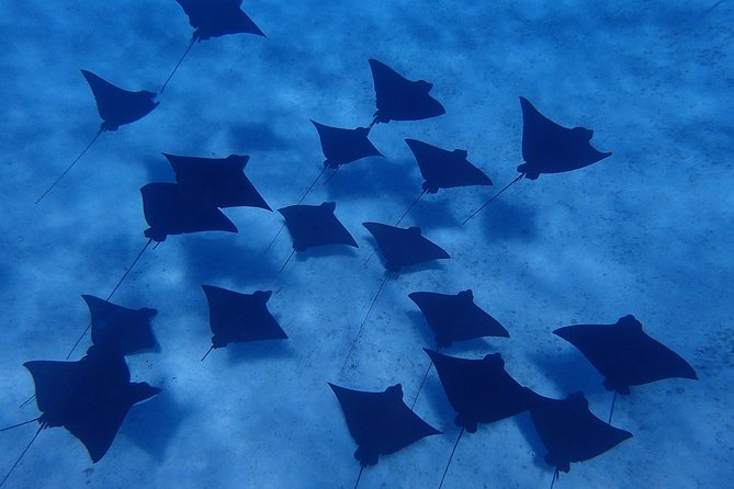 Bora Bora: Luxury Private Half Day Snorkeling Tour - How much wildlife can you reasonably expect?