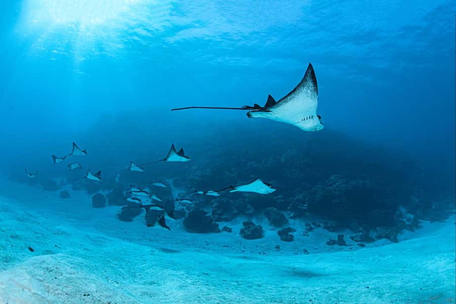 Bora Bora: Morning 2 tank dive for certified divers - Key points to know before booking